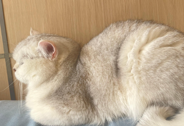 猫被车撞后内伤症状有哪些出现 猫被车撞后内伤症状有哪些出现
