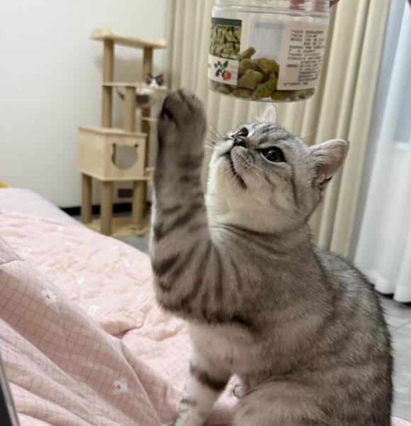 猫吃什么零食比较好?网易严选解馋、互动、健康三合一 猫吃什么零食比较好?网易严选解馋、互动、健康三合一