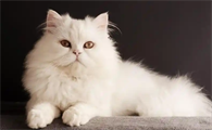 猫胰腺炎发作时为何会出现腹部疼痛