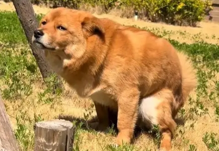 狗狗便秘吃什么水果