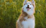 狗狗蹭屁股是什么原因造成的