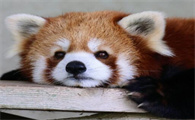 小熊猫的生活习性