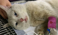 猫咪阴道炎什么症状