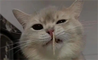 猫咪感冒的症状表现