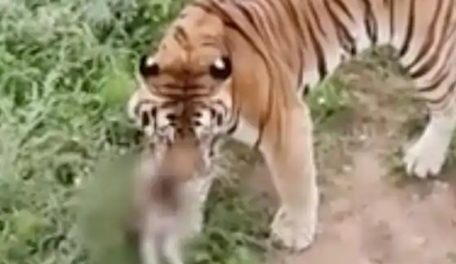 动物园一老虎咬死流浪猫,园方:存在工作失职 动物园一老虎咬死流浪猫,园方:存在工作失职