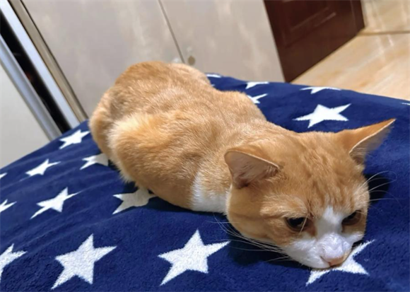 猫咪生产前征兆有哪些 猫咪生产前征兆有哪些