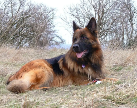 东德牧羊犬和西德牧羊犬区别 东德牧羊犬和西德牧羊犬区别