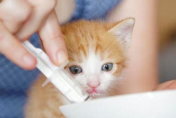 猫咪健康时有哪些表现 猫咪健康时有哪些表现