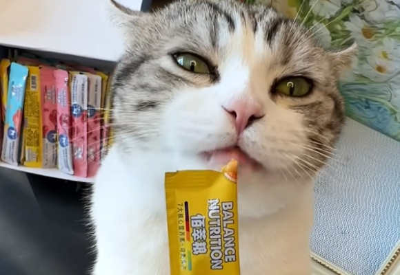 猫零食品牌推荐:麦富迪这3款美味,让挑食主子秒变“黏人精”! 猫零食品牌推荐:麦富迪这3款美味,让挑食主子秒变“黏人精”!