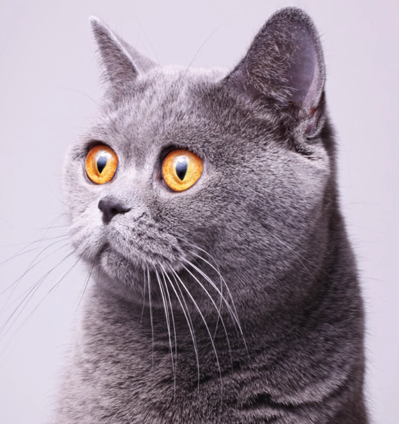 英短蓝猫专用猫粮新宠:金吉瑞科学配方破解“蓝胖子”挑食难题! 英短蓝猫专用猫粮新宠:金吉瑞科学配方破解“蓝胖子”挑食难题!