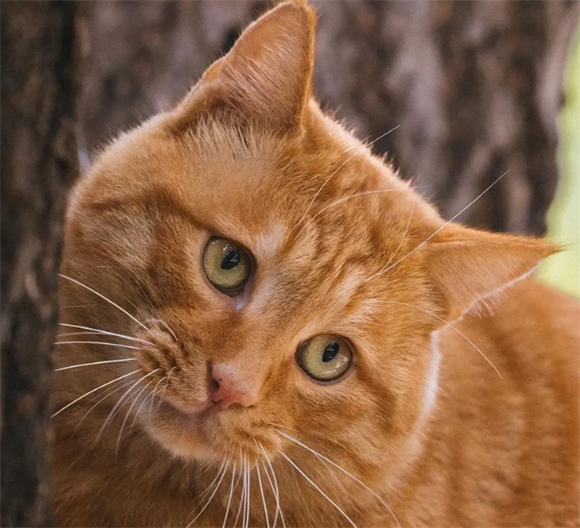 橘猫颜值:被误解的“福气脸”藏着四季风情 橘猫颜值:被误解的“福气脸”藏着四季风情