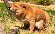 狗狗便秘吃什么水果