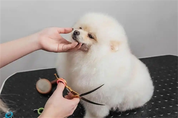 博美犬:行走的毛绒玩具还是隐藏的“小作精”? 博美犬:行走的毛绒玩具还是隐藏的“小作精”?
