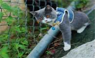宠物猫皮肤溃烂是什么病啊