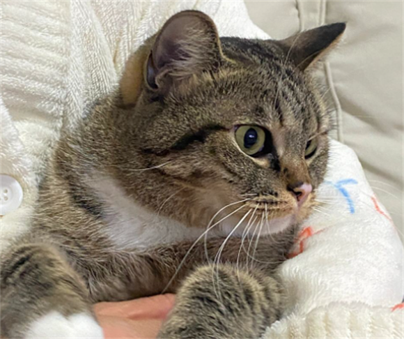 猫咪舔毛吃到肚子里怎么办 猫咪舔毛吃到肚子里怎么办