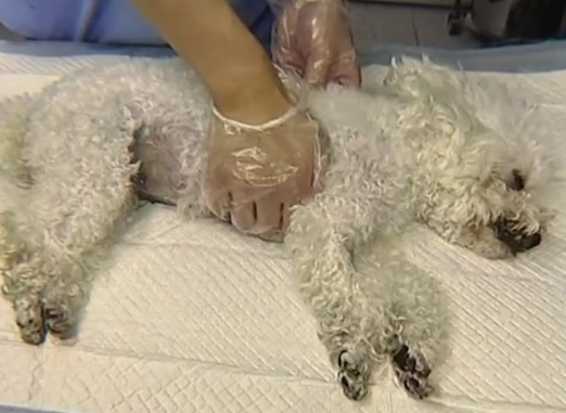 杭州一外卖员送餐时被扑，踢死顾客的宠物狗，涉事门店回应