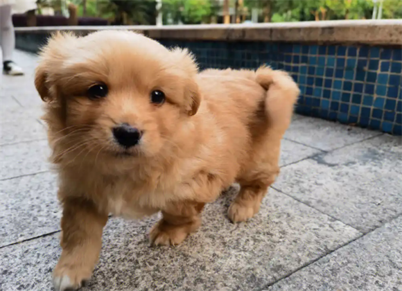 狗狗行为问题有哪些