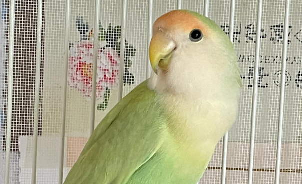 牡丹鹦鹉的小脑袋里藏着 “智慧”?相当于人类几岁智商大揭秘! 牡丹鹦鹉的小脑袋里藏着 “智慧”?相当于人类几岁智商大揭秘!