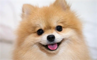 春秋季狗狗掉毛该如何护理