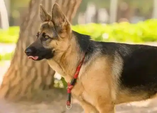 每天认识一种狗——德国牧羊犬：能当警犬能卖萌