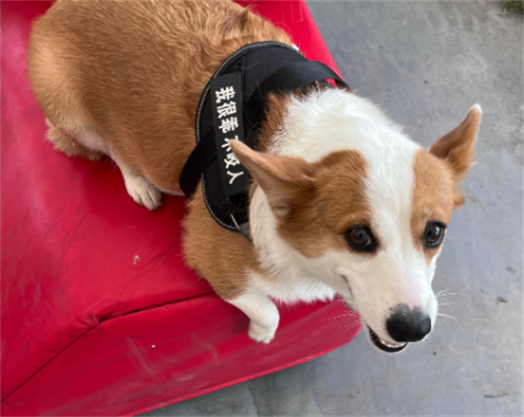 宠物狗腹泻拉稀怎么治疗 宠物狗腹泻拉稀怎么治疗