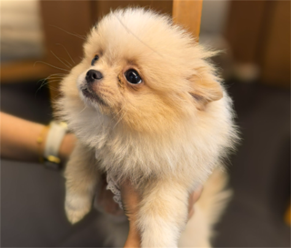 狗淋巴结肿大是什么原因