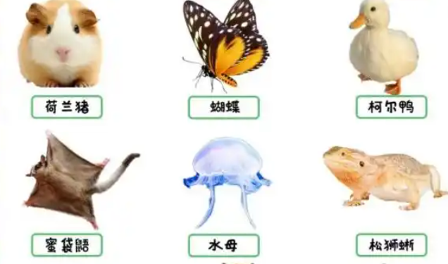 异宠饲养兴起:不用遛弯和陪伴,晒朋友圈有面子 异宠饲养兴起:不用遛弯和陪伴,晒朋友圈有面子