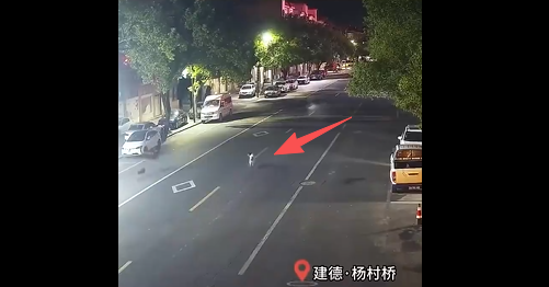 百公斤鸵鸟夜逃闯祸!杭州车主清晨发现爱车引擎盖现大坑 百公斤鸵鸟夜逃闯祸!杭州车主清晨发现爱车引擎盖现大坑