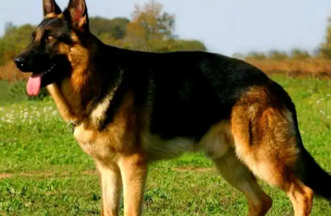 德国牧羊犬——忠诚伙伴的传奇与风采 德国牧羊犬——忠诚伙伴的传奇与风采
