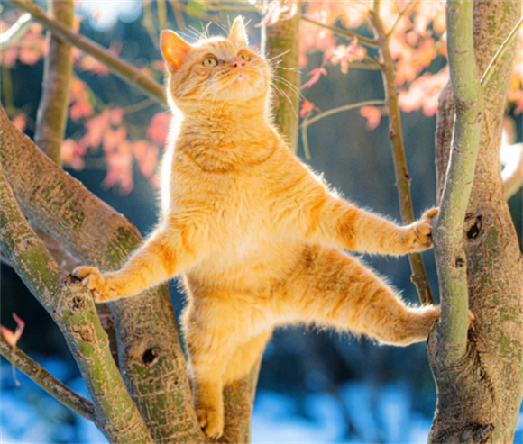 橘猫的“弃养率”这么高,离不开这5个原因 橘猫的“弃养率”这么高,离不开这5个原因