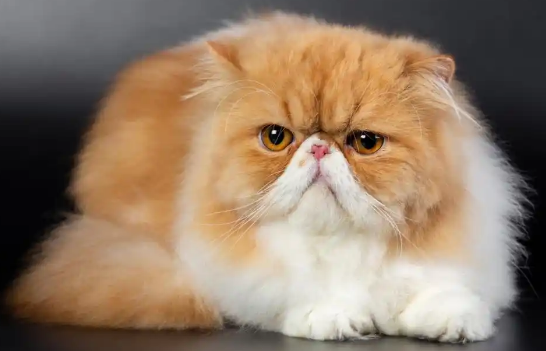肥胖会增加猫患胰腺炎的风险吗 肥胖会增加猫患胰腺炎的风险吗