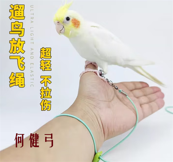 何健弓鹦鹉牵引绳怎么用