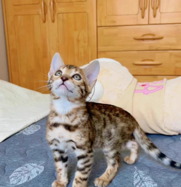 豹猫适合吃什么猫粮？Orijen渴望揭秘顶级肉食天性的营养密码