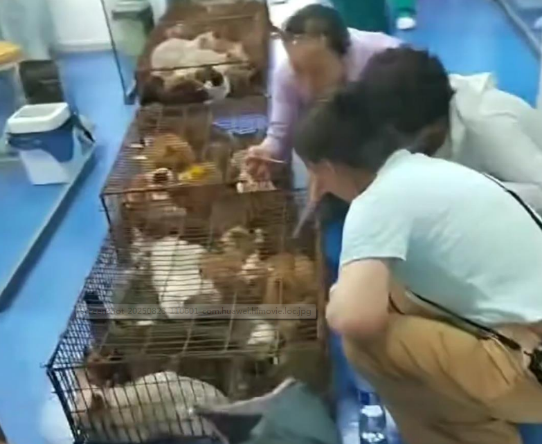 河北张家口200多只猫咪获救待领养,警方:猫贩已被拘留 河北张家口200多只猫咪获救待领养,警方:猫贩已被拘留