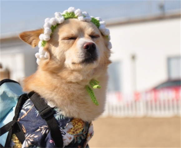 宠物狗狗肝炎能治好的几率大吗 宠物狗狗肝炎能治好的几率大吗