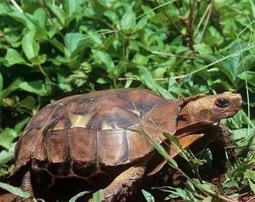 非洲折背陆龟——杂食性陆龟的独特食性 非洲折背陆龟——杂食性陆龟的独特食性