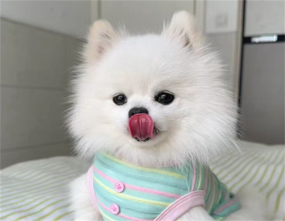 狗淋巴瘤能活多久