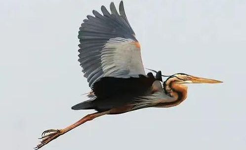 国家二级保护动物草鹭受伤卧至岸边草丛