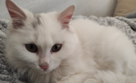 猫生完肚子为什么还那么大