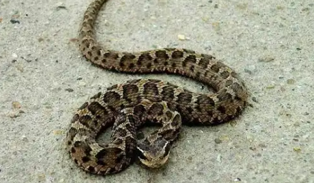 蝮蛇:从保护级别看野生种群的生存现状 蝮蛇:从保护级别看野生种群的生存现状