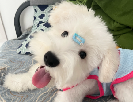 狗狗有寄生虫的表现症状