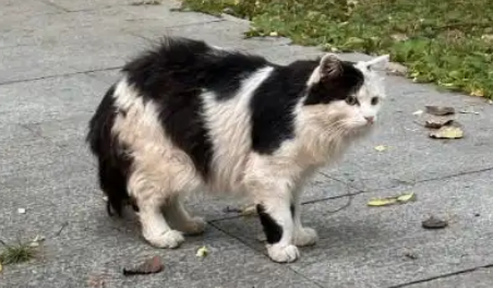 学生拖拽流浪猫引关注,银川高级中学:严肃批评涉事学生 学生拖拽流浪猫引关注,银川高级中学:严肃批评涉事学生