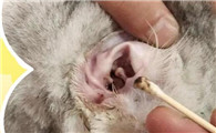 猫耳螨是怎么得的