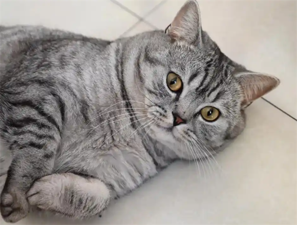 猫结核病的症状表现
