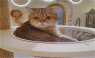 猫咪换环境拉稀怎么办