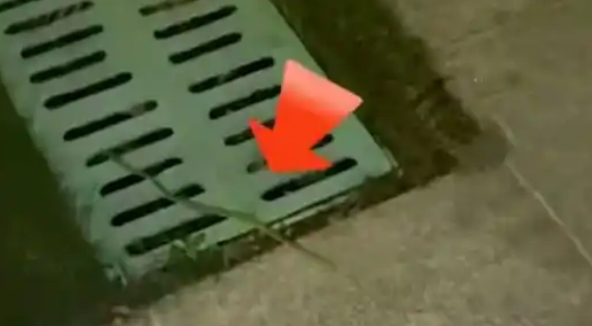 广东小区蛇出没频现,物业称未伤人,居民忧心搬离 广东小区蛇出没频现,物业称未伤人,居民忧心搬离