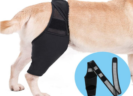 春锦秋鲤宠物腿部骨折固定护膝：科学助力康复