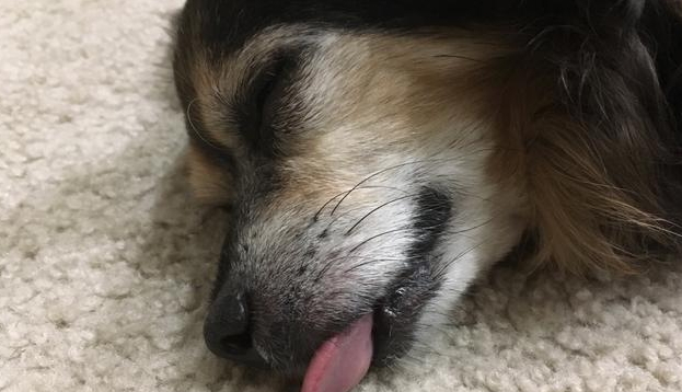 狗器官衰竭去世前症状