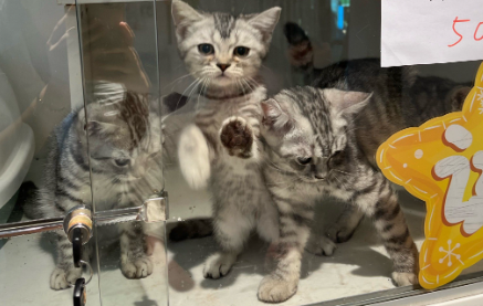 小猫为什么喜欢舔人 小猫为什么喜欢舔人