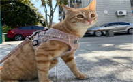 猫咪疾病风险评估